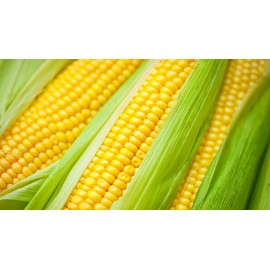 Maize
