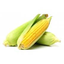 Maize